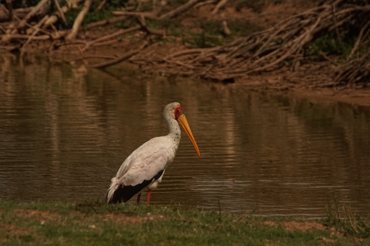 Yellow-billed Stork - Shmuel Bernstein
