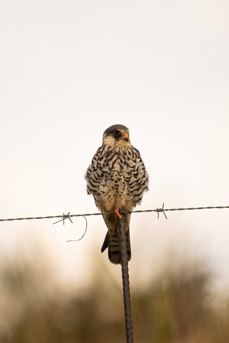 Amur Falcon - Cassie Carstens
