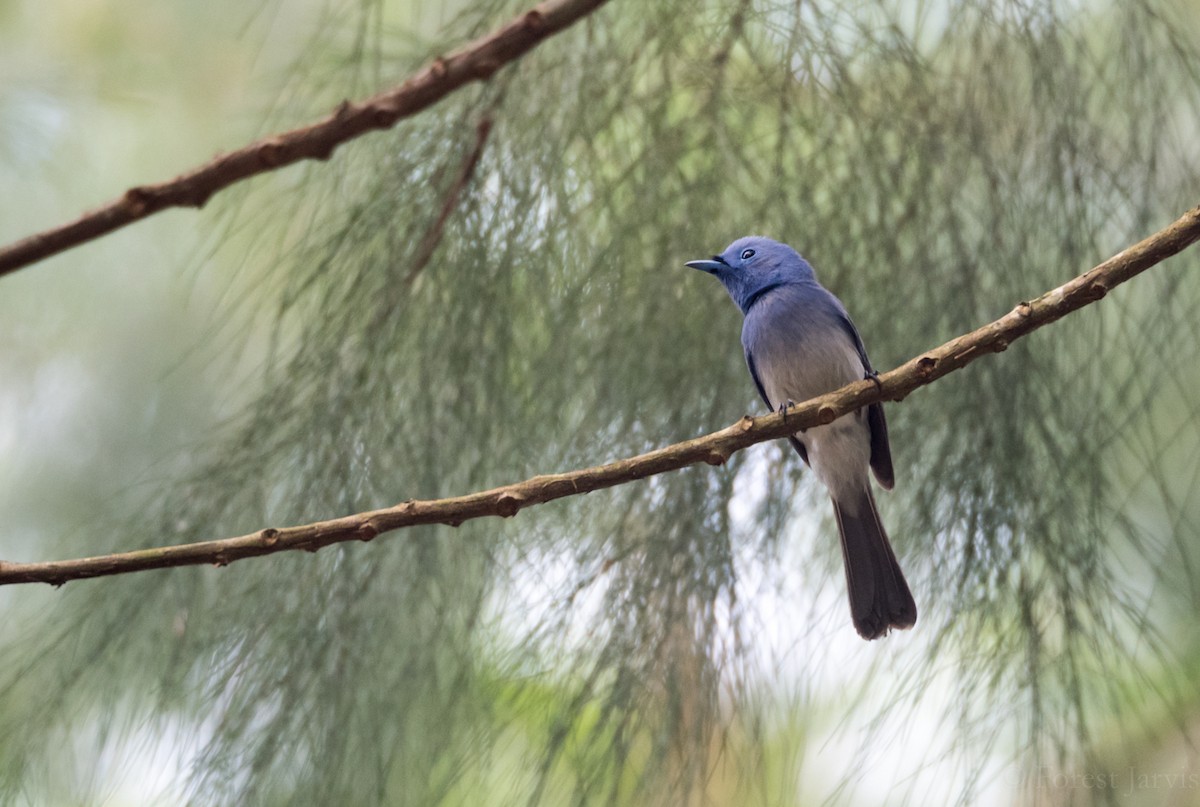 Black-naped Monarch - Forest Botial-Jarvis