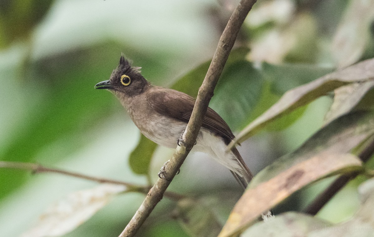 Yellow-wattled Bulbul - Forest Botial-Jarvis