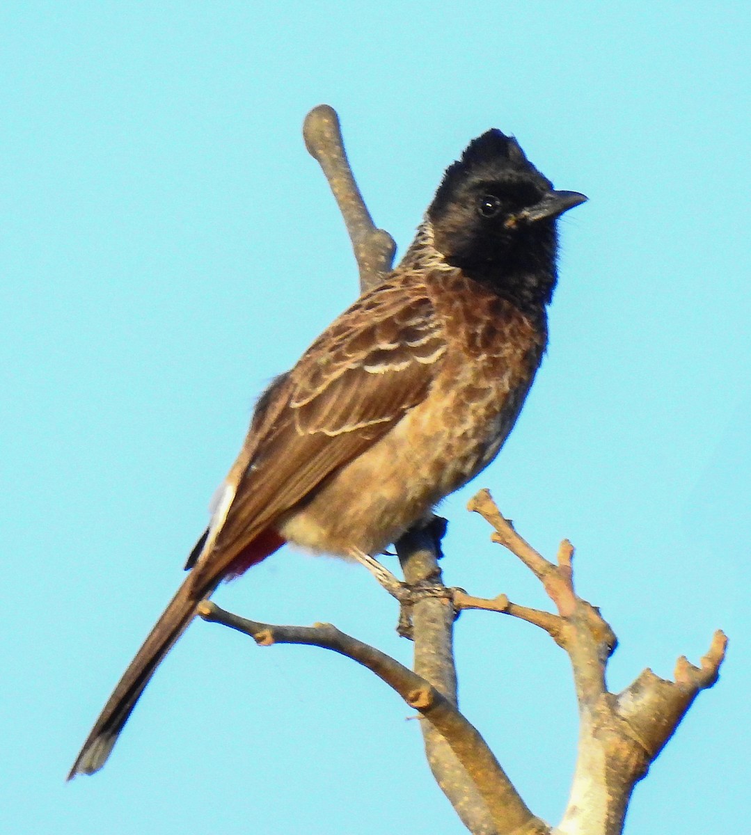 Red-vented Bulbul - ML531380951
