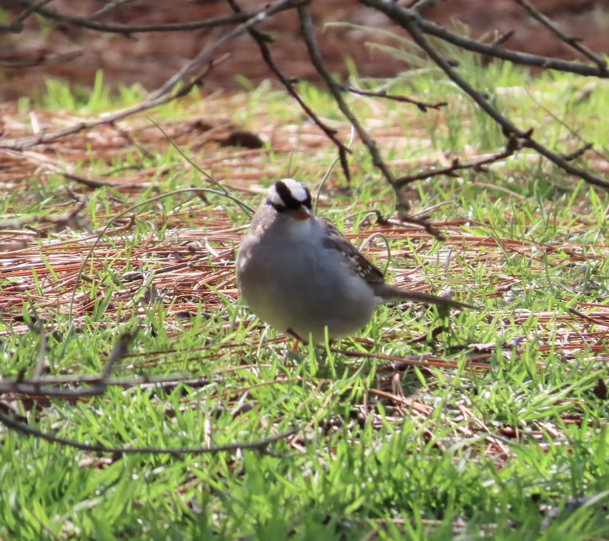 White-crowned Sparrow - ML531387151