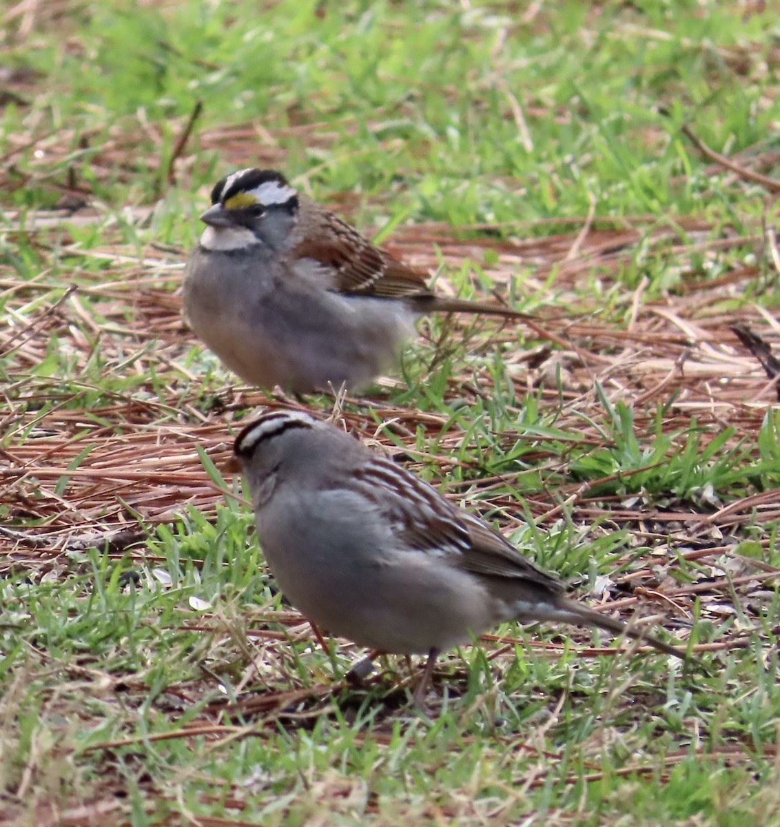 White-crowned Sparrow - ML531387161