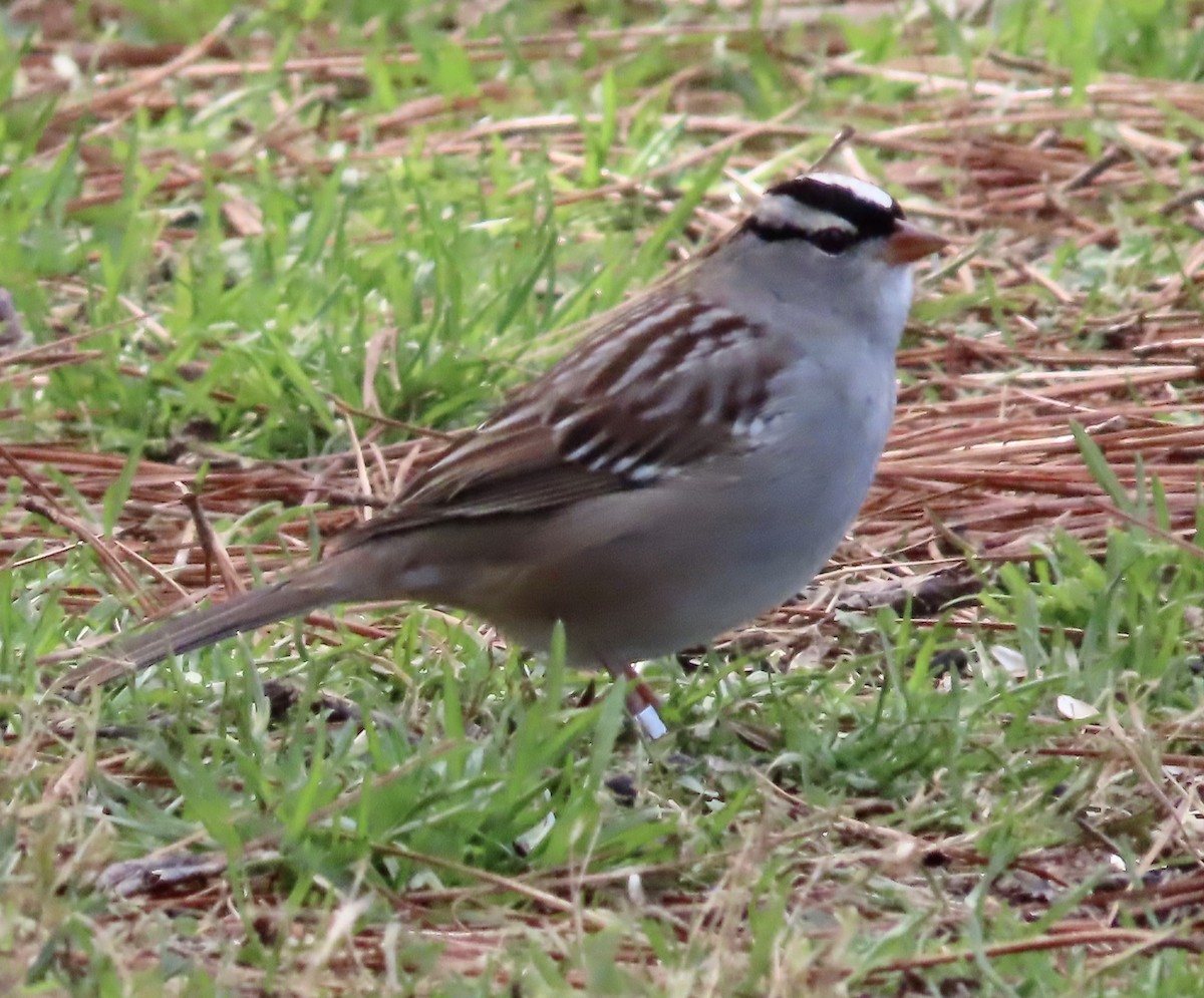 White-crowned Sparrow - Lawrence Zoller