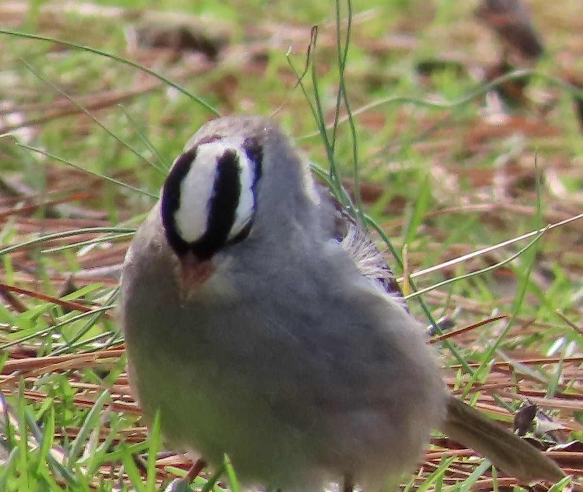 White-crowned Sparrow - ML531387181