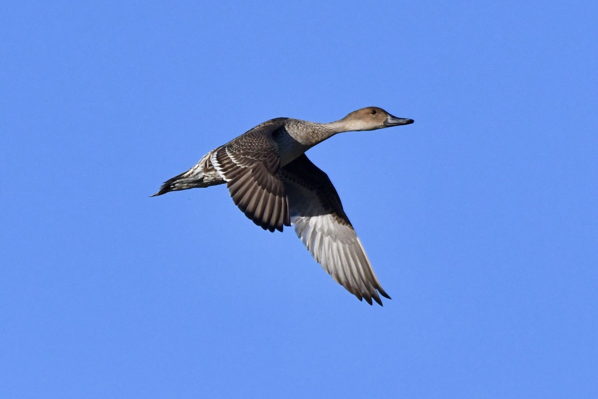 eBird Checklist - 4 Feb 2023 - Florida 55, Terra Ceia, Florida, US (27. ...