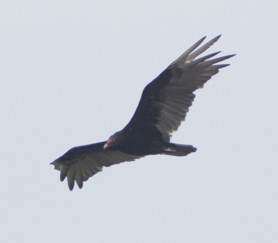 Turkey Vulture - ML531388411