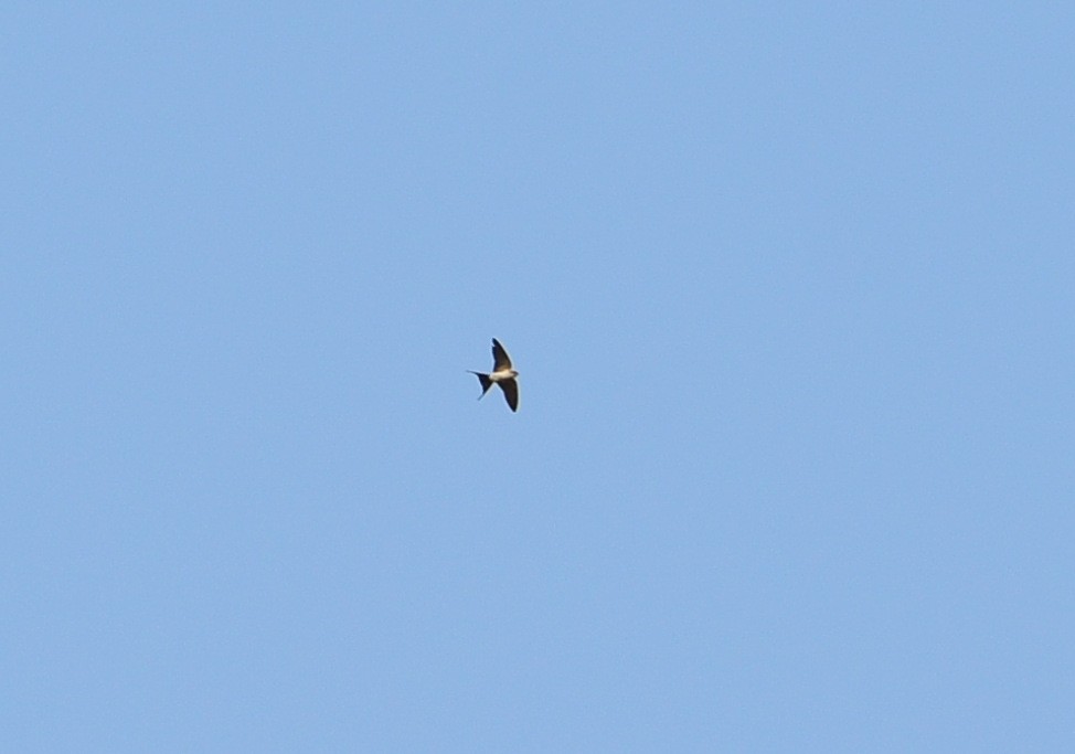 Wire-tailed Swallow - Shaurya Rahul Narlanka