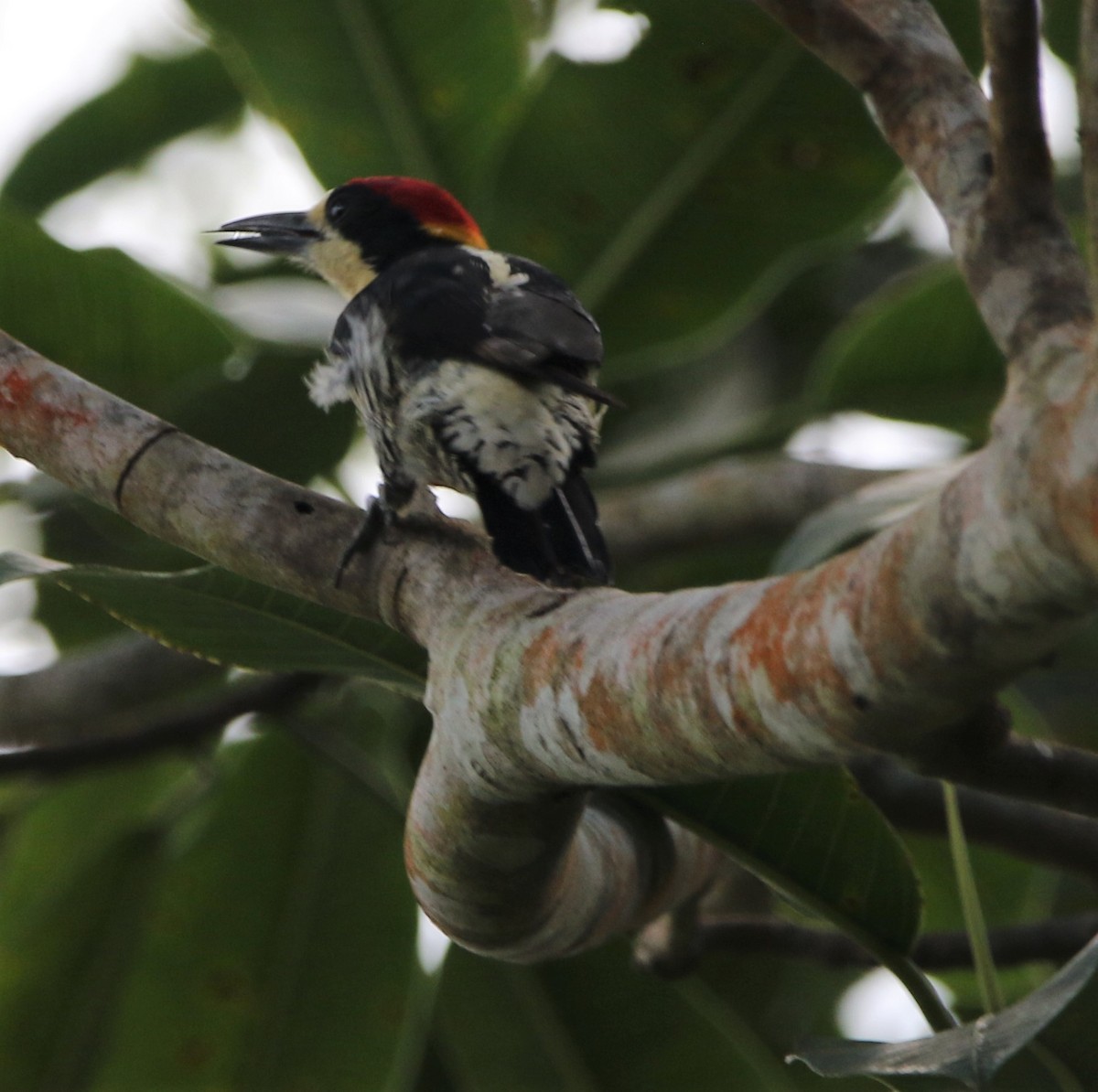 Beautiful Woodpecker - ML531393071