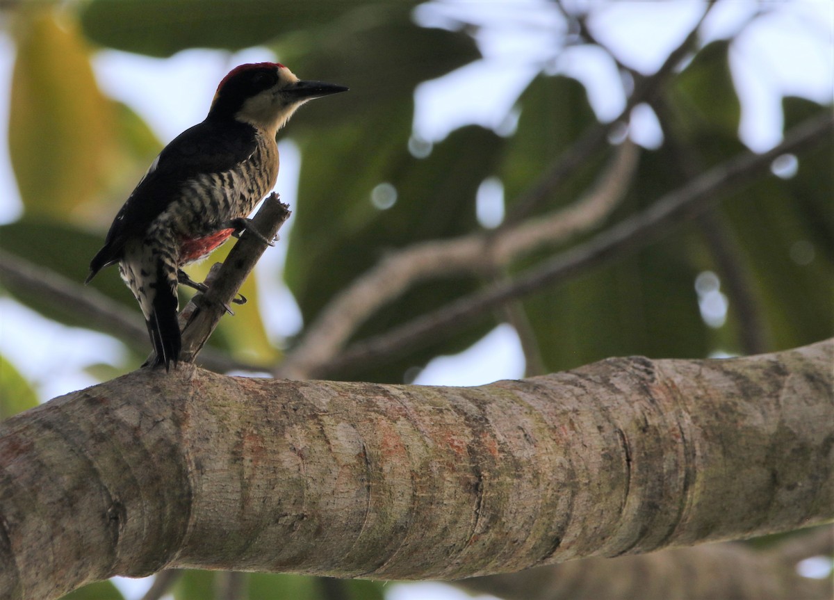 Beautiful Woodpecker - ML531393091