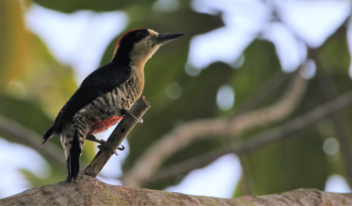 Beautiful Woodpecker - Daniel Lebbin