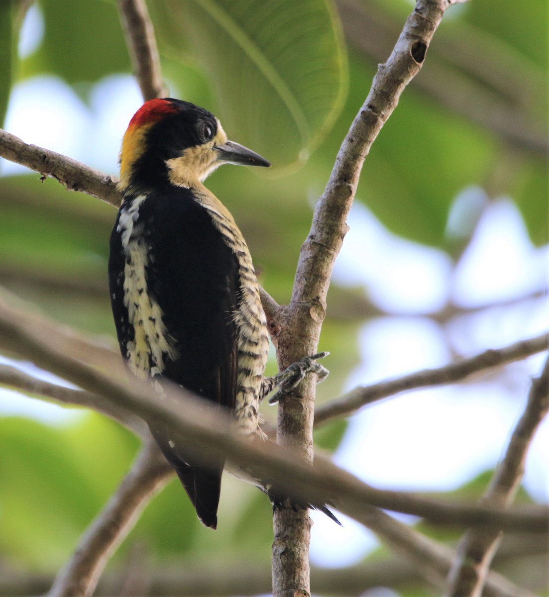 Beautiful Woodpecker - Daniel Lebbin