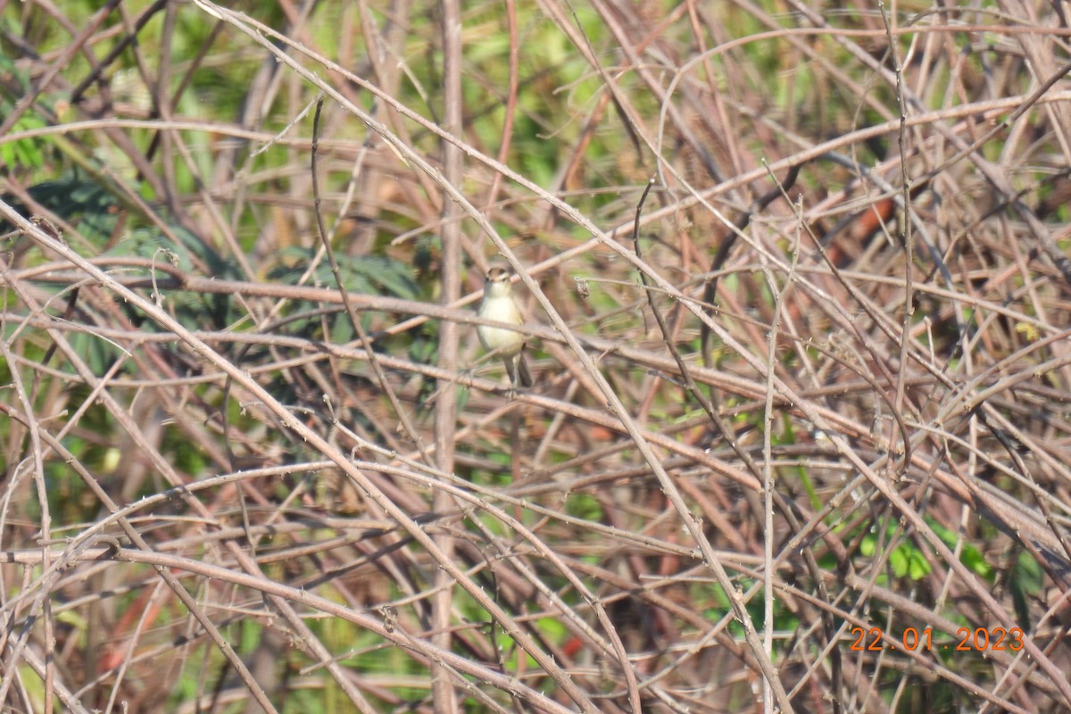 Black-browed Reed Warbler - ML531393701