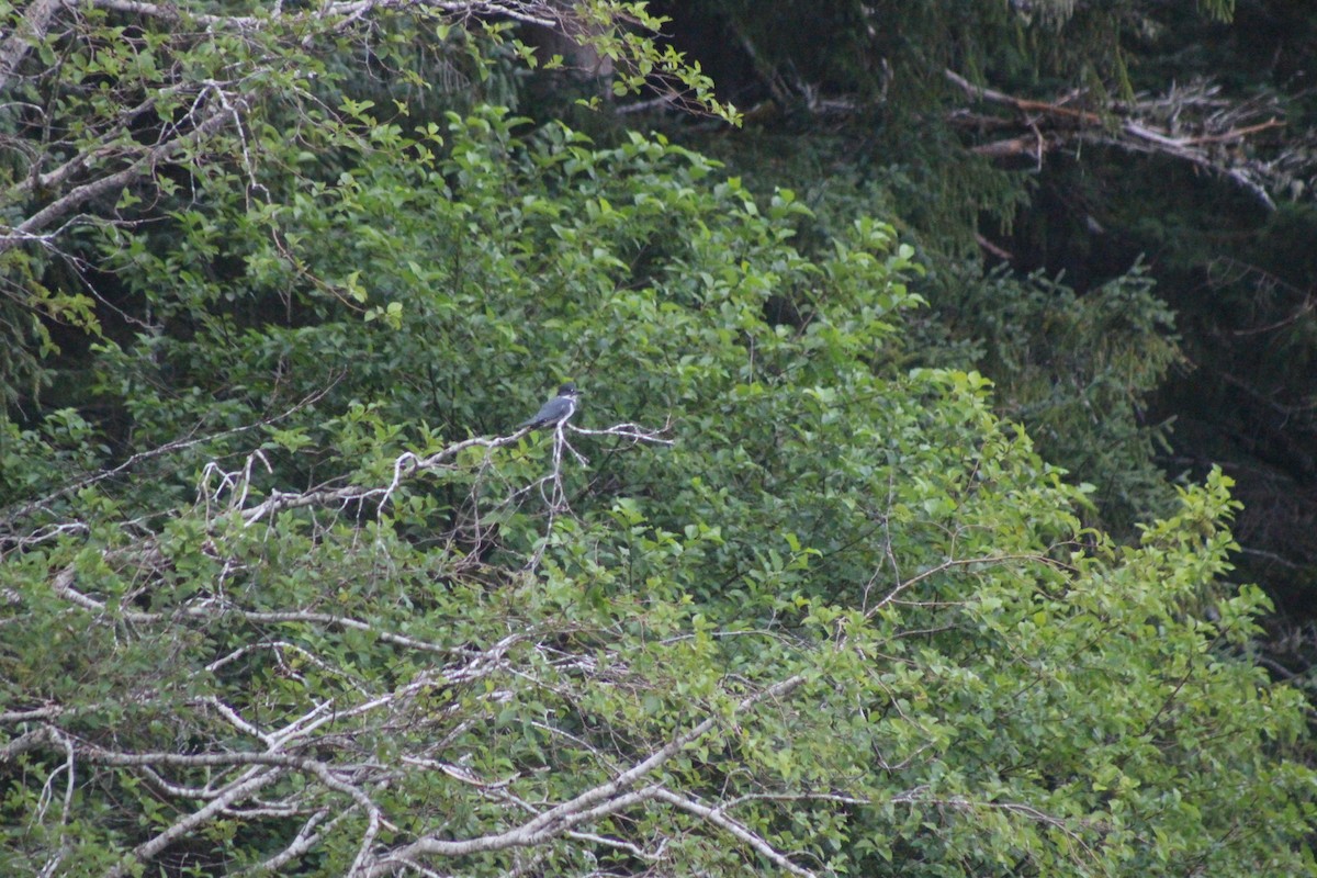 Belted Kingfisher - ML531393851