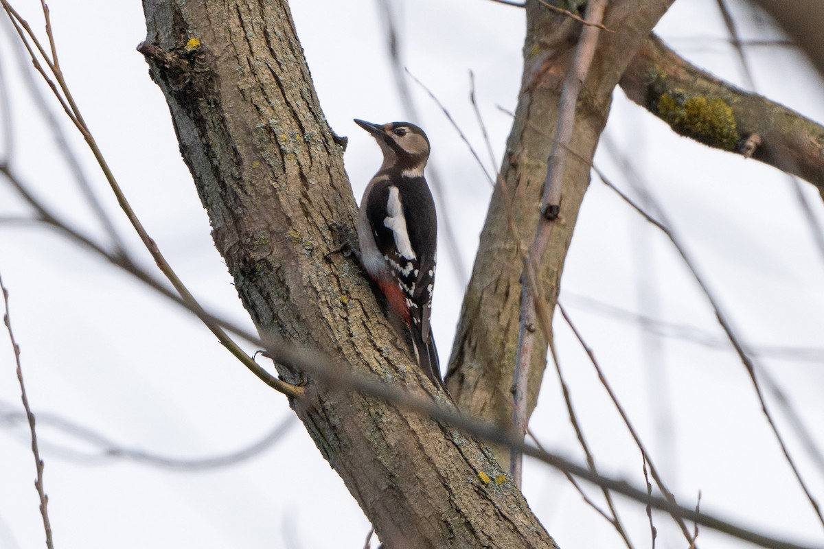 Great Spotted Woodpecker - ML531393861