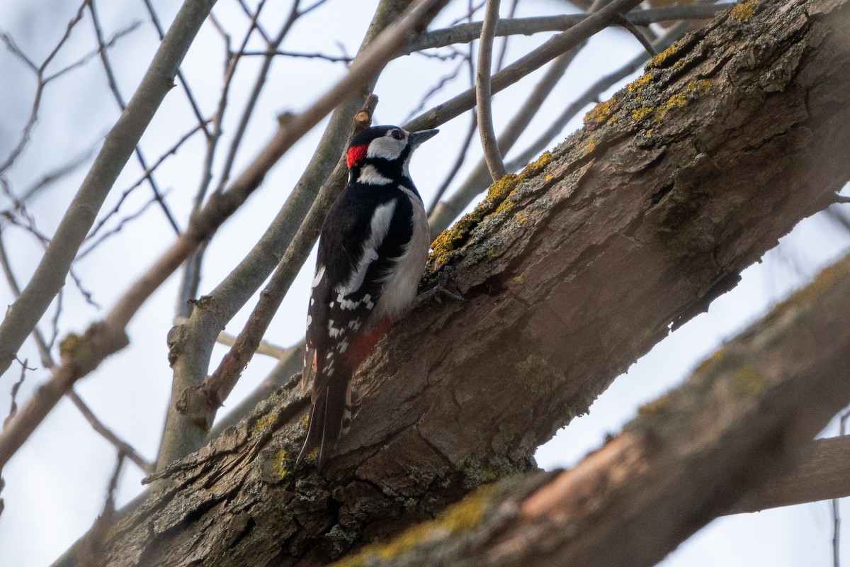 Great Spotted Woodpecker - ML531394231
