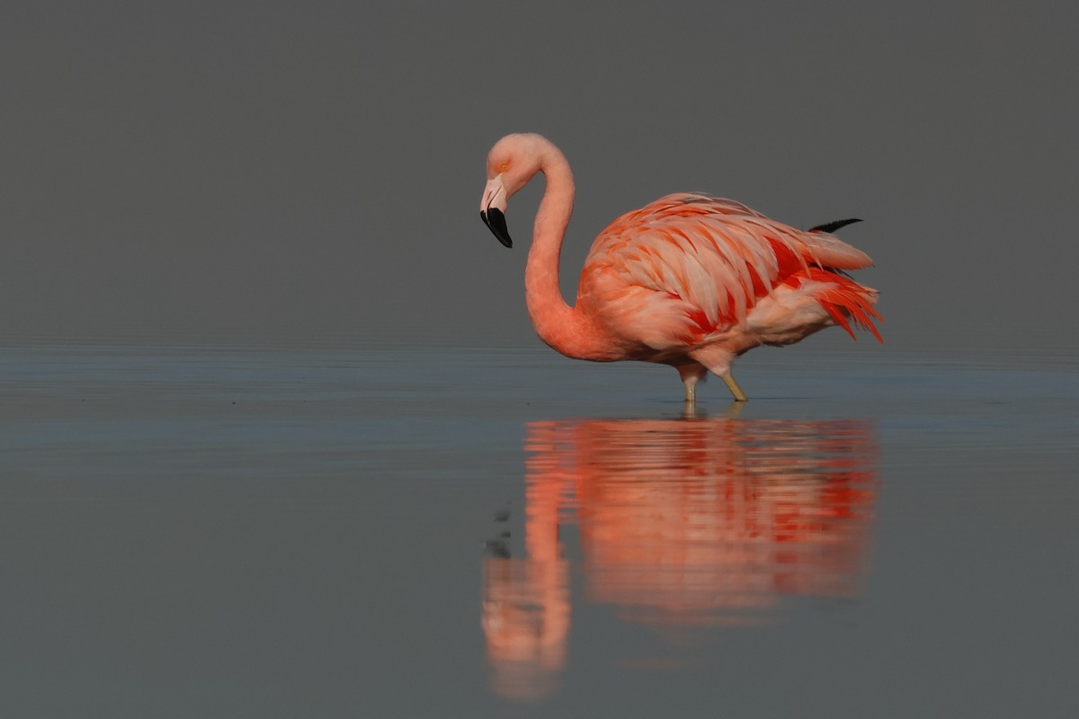 Chilean Flamingo - ML531396061