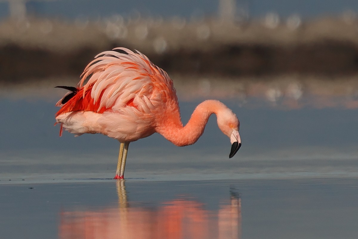 Chilean Flamingo - ML531396111