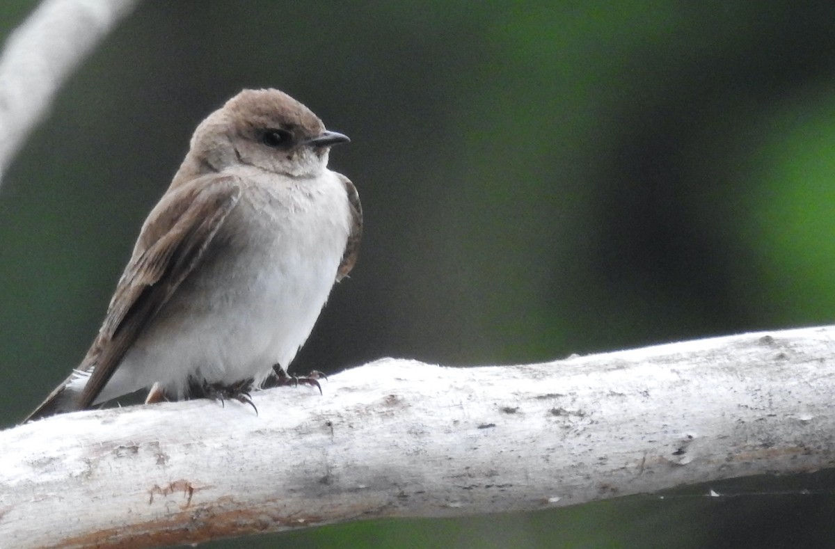 Northern Rough-winged Swallow - Mary  McMahon