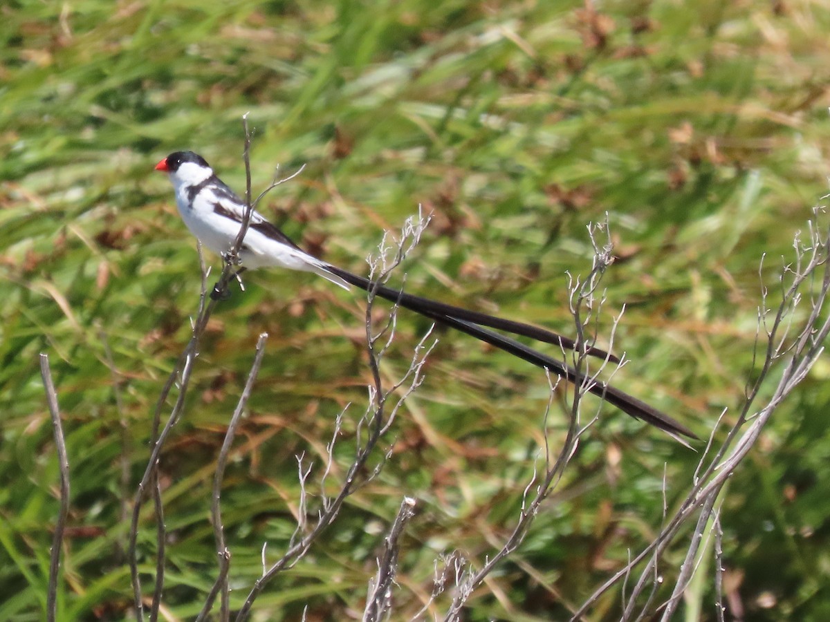 Pin-tailed Whydah - ML531397591