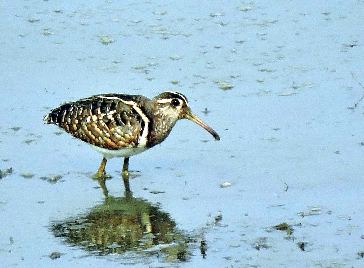 Greater Painted-Snipe - ML53139781