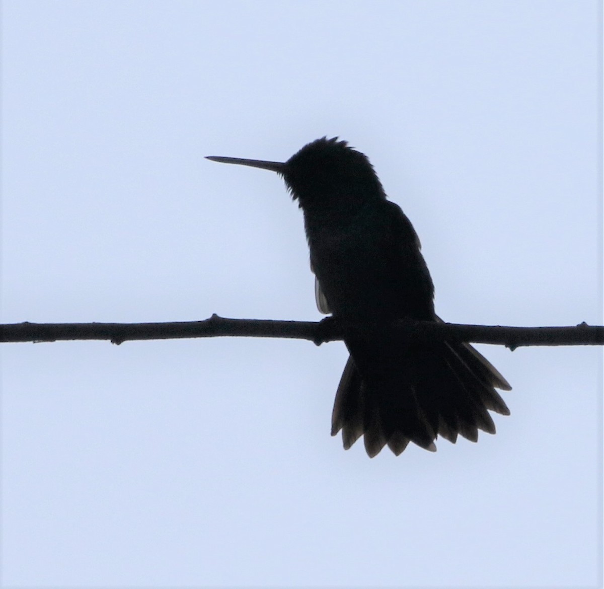 kolibřík modroprsý - ML531398661