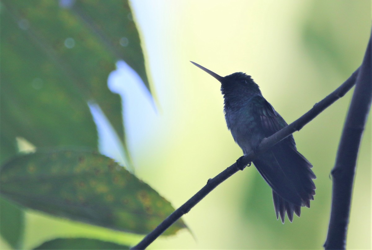 Blue-chested Hummingbird - Daniel Lebbin