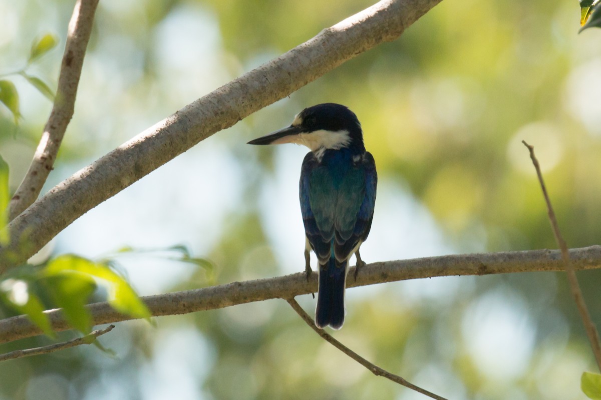 Forest Kingfisher - ML53139991