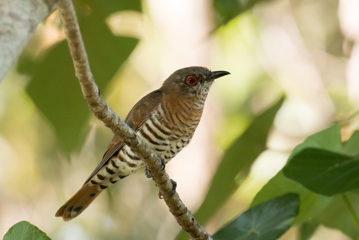 Little Bronze-Cuckoo (Gould's) - ML53140101