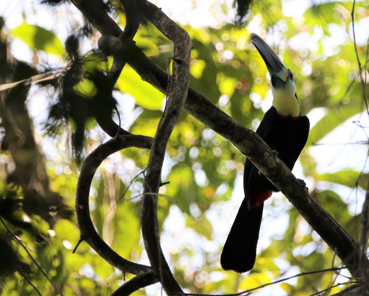 Channel-billed Toucan (Citron-throated) - ML531401021