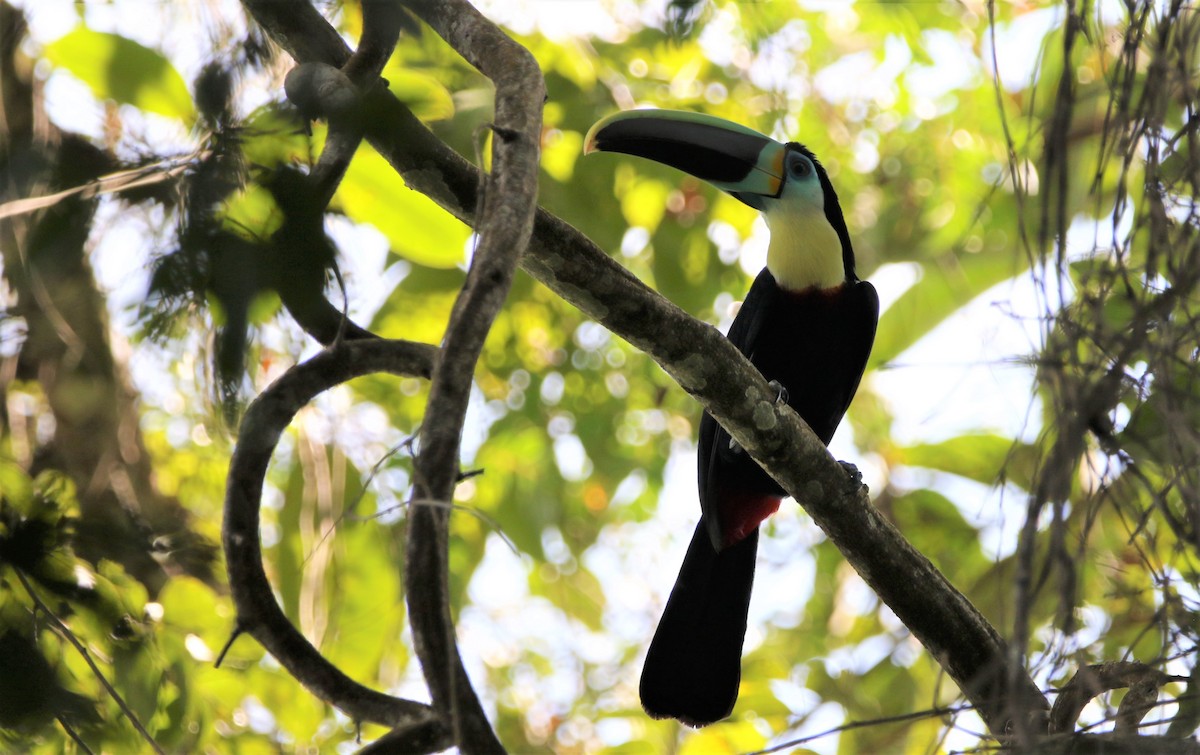 Channel-billed Toucan (Citron-throated) - ML531401031