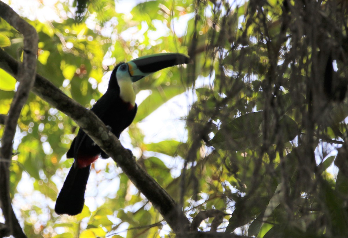 Channel-billed Toucan (Citron-throated) - ML531401061