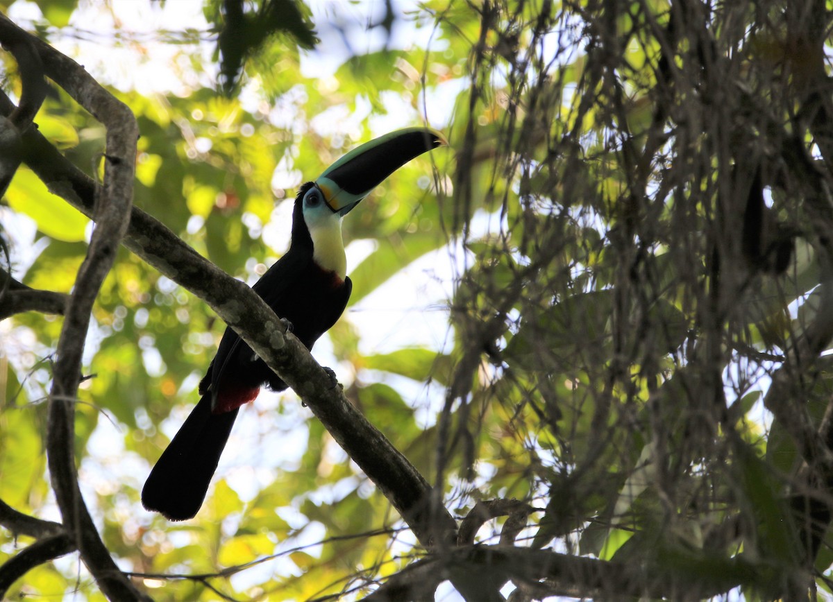 Channel-billed Toucan (Citron-throated) - ML531401071