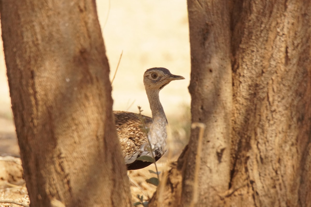 Red-crested Bustard - ML531405061