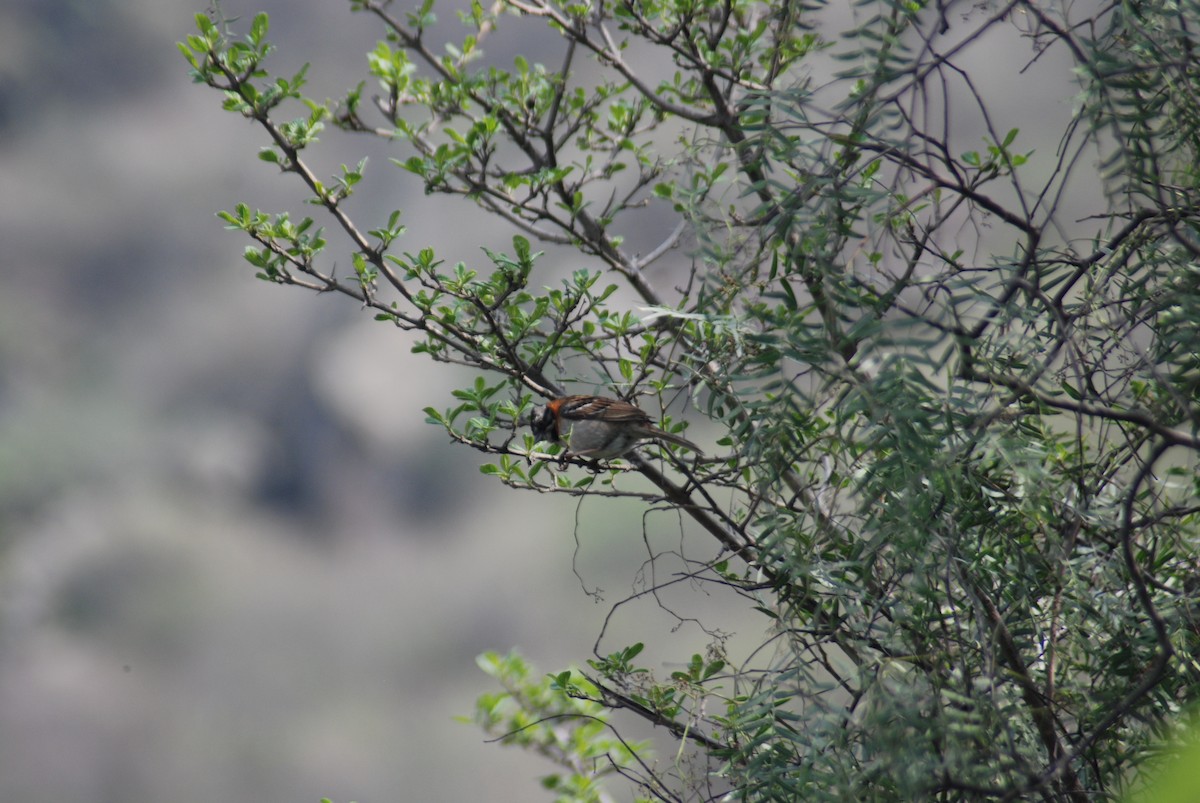 Rufous-collared Sparrow - Santiago Bolarte