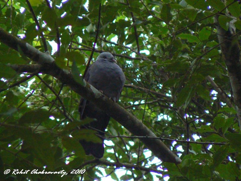 Nilgiri Wood-Pigeon - ML53141231