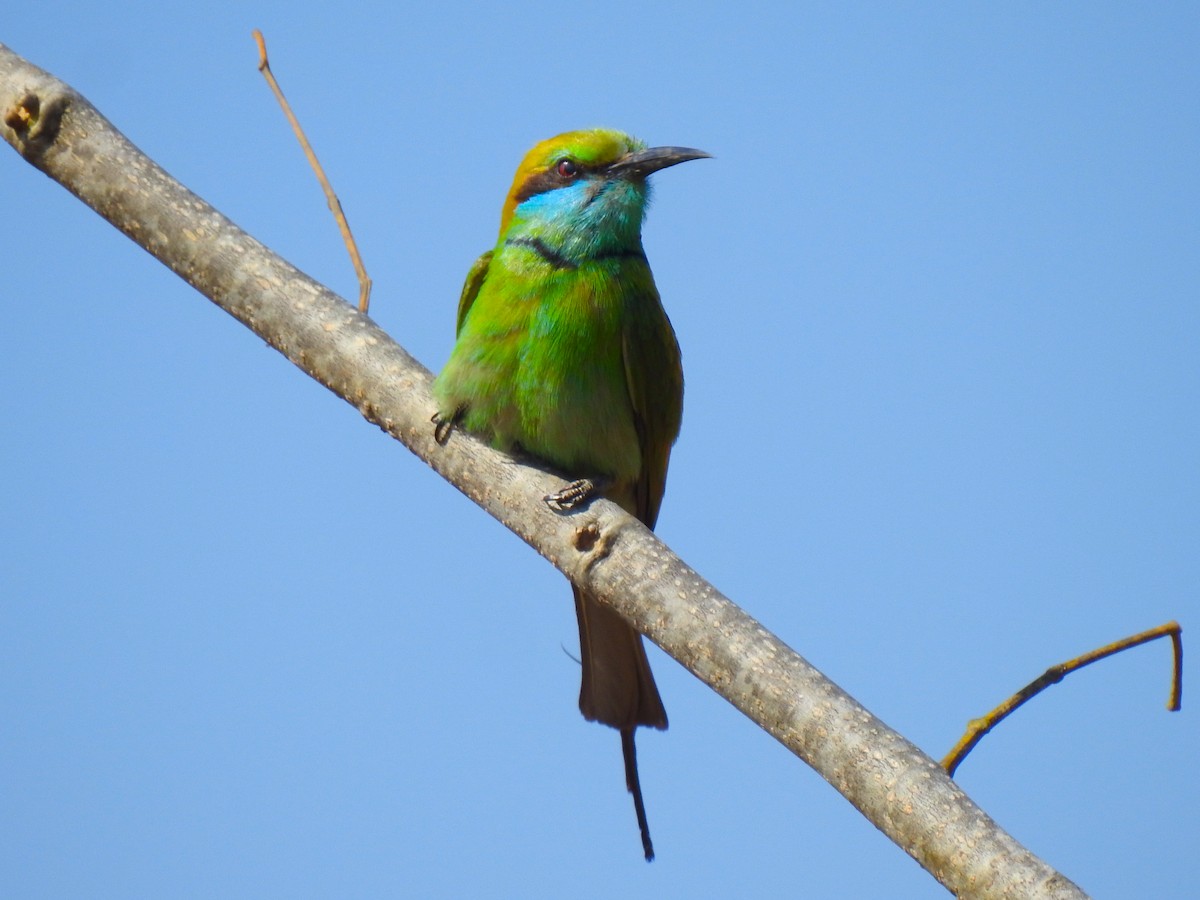 Asian Green Bee-eater - ML531413381