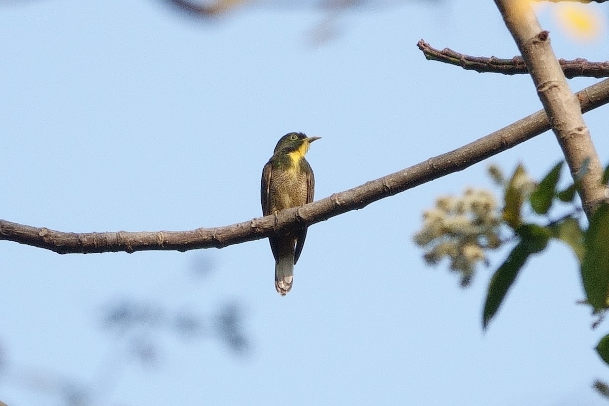 Yellow-throated Cuckoo - ML531416581