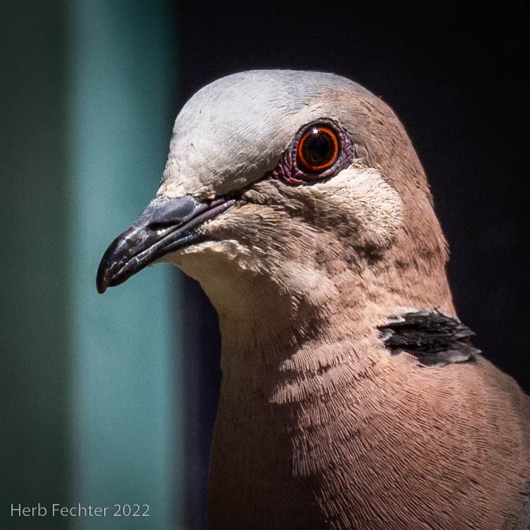 Red-eyed Dove - ML531422571