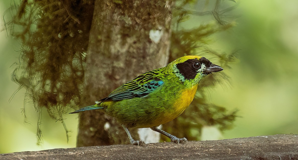 Green-and-gold Tanager - ML531423991