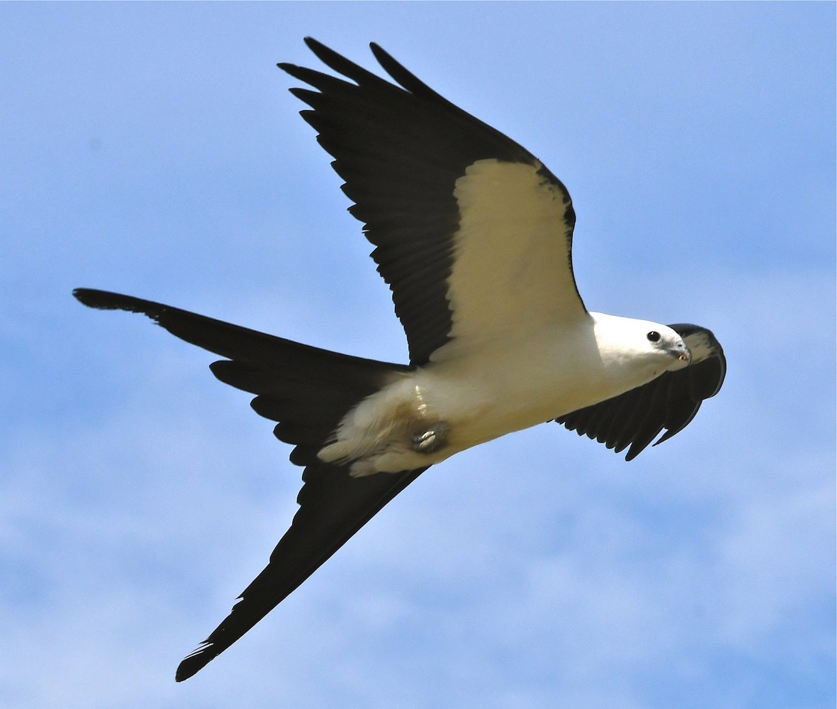 Swallow-tailed Kite - Suzanne Zuckerman