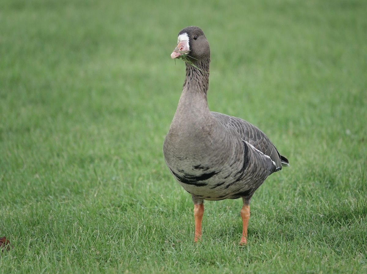 Greater White-fronted Goose - ML531428101