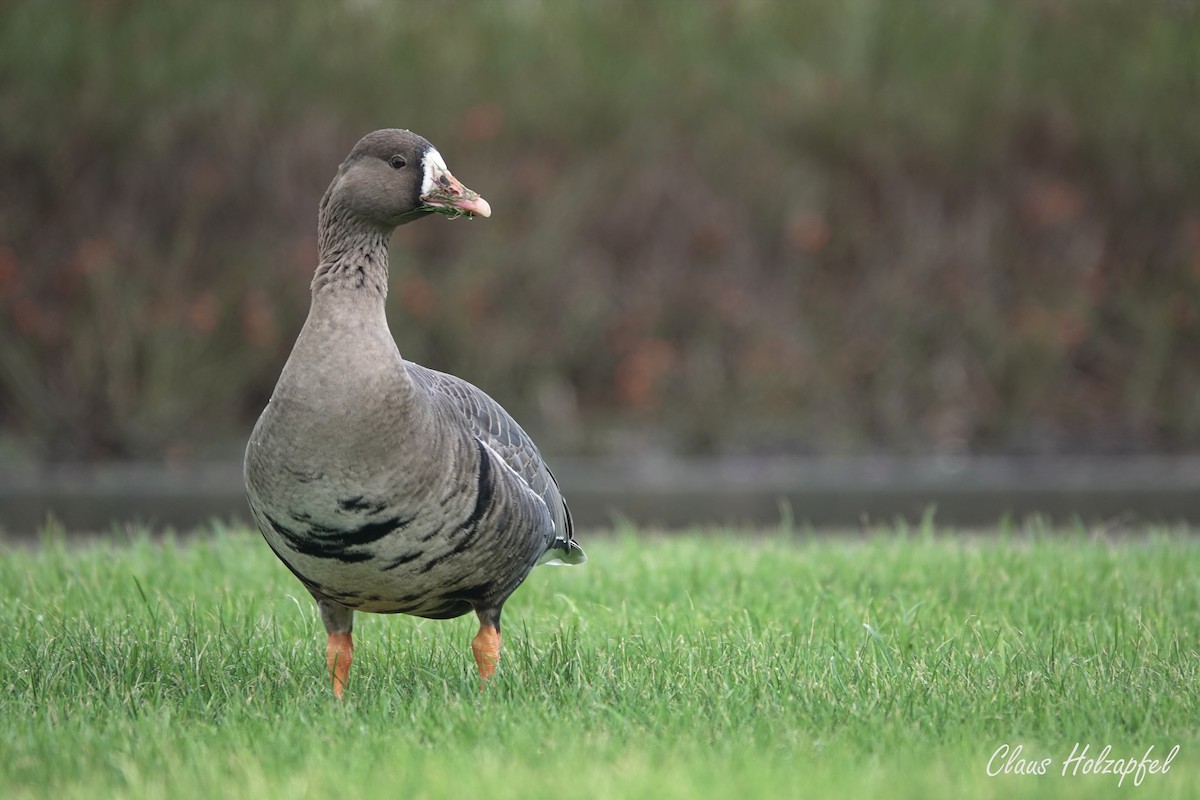 Greater White-fronted Goose - Claus Holzapfel