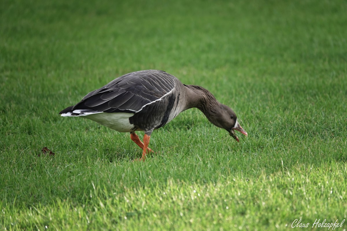 Greater White-fronted Goose - ML531428131