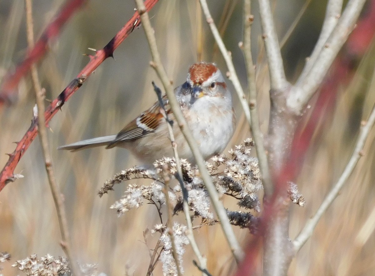 American Tree Sparrow - Pete Huffer