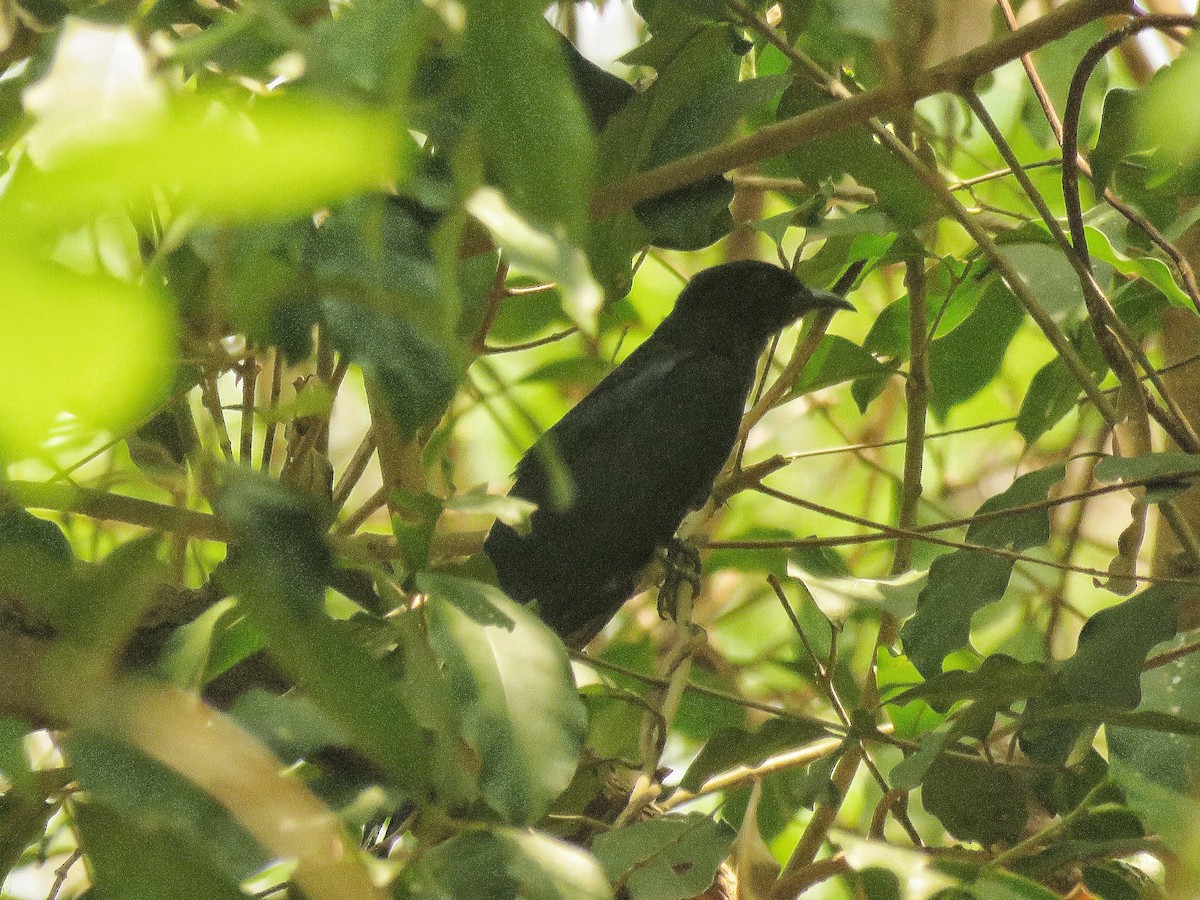 Fork-tailed Drongo-Cuckoo - Adhithyan NK