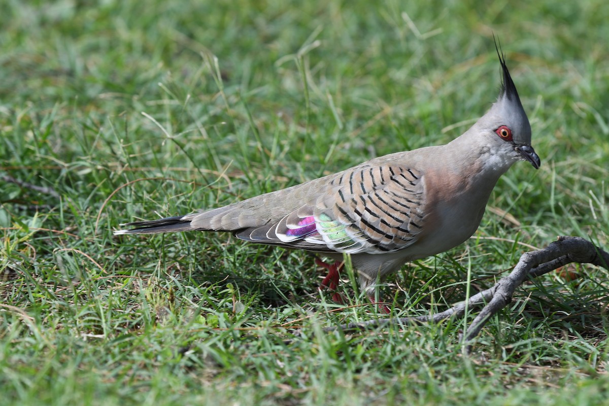 Crested Pigeon - ML53143441