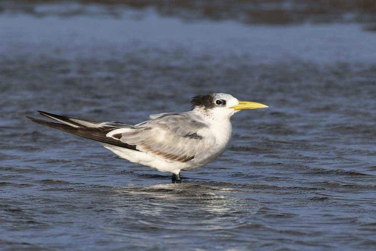 Great Crested Tern - ML53144591