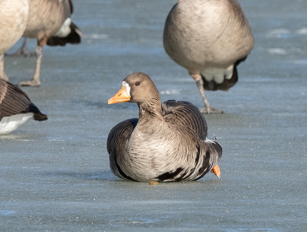 Greater White-fronted Goose - ML531446621