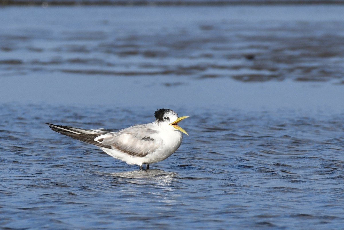 Great Crested Tern - ML53144721